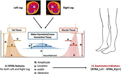 Development of soft tissue asymmetry indicators to characterize aging and functional mobility